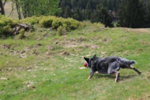 2018 Ausbildungswoche Arber